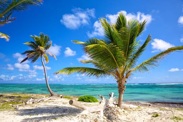 Línea costera del Caribe — Foto de Stock