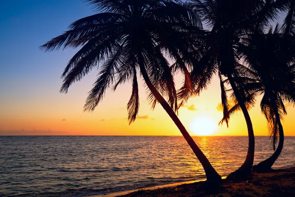 Palm boom zonsopgang — Stockfoto