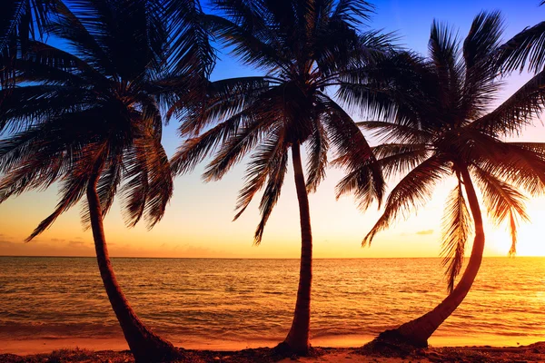 Palmeira nascer do sol — Fotografia de Stock