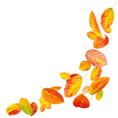 Sonbahar yaprakları dökülüyor.