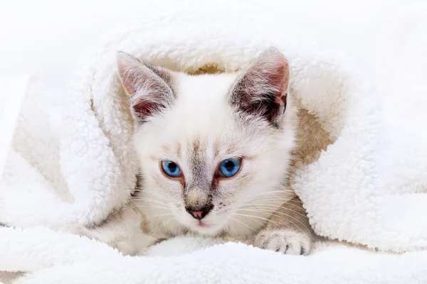 Retrato de gatito — Foto de Stock