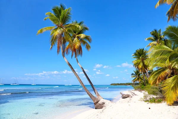 Spiaggia Sabbia Palme Repubblica Dominicana — Foto Stock