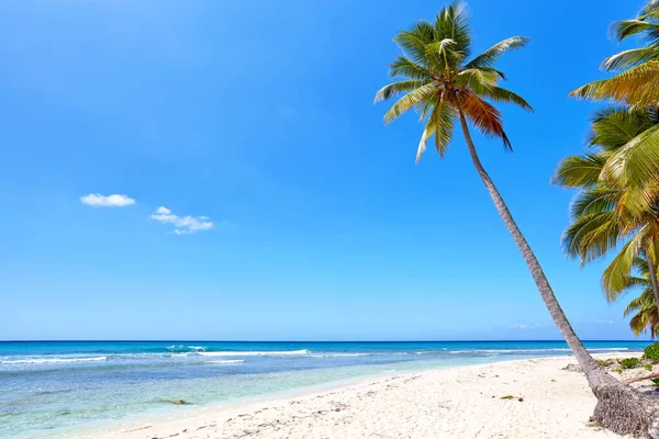 Spiaggia Tropicale Con Palma Spiaggia Sabbia — Foto Stock
