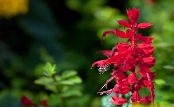 Fiore rosso e vespa — Foto Stock