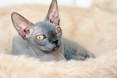 Sphynx kedi