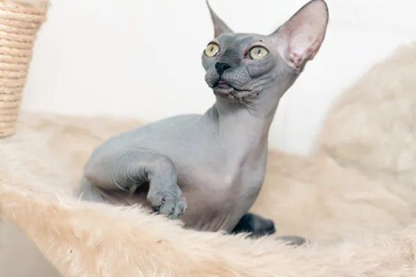 Sphynx kedi — Stok fotoğraf