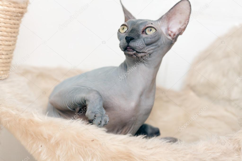 Sphynx Cat Stock Photo By C Melektaus