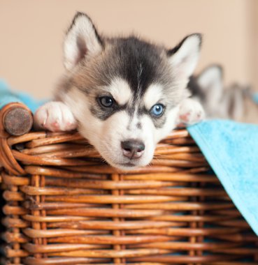 sepet içinde Husky yavrusu
