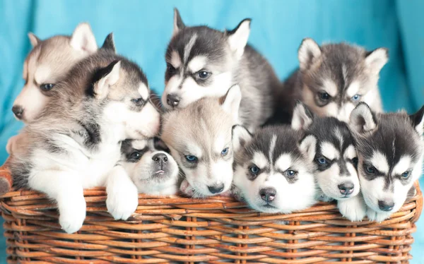 Dokuz husky yavruları — Stok fotoğraf