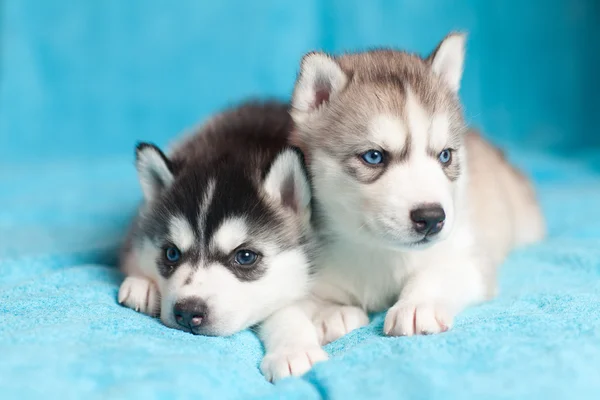 Zwei Welpen Husky — Stockfoto