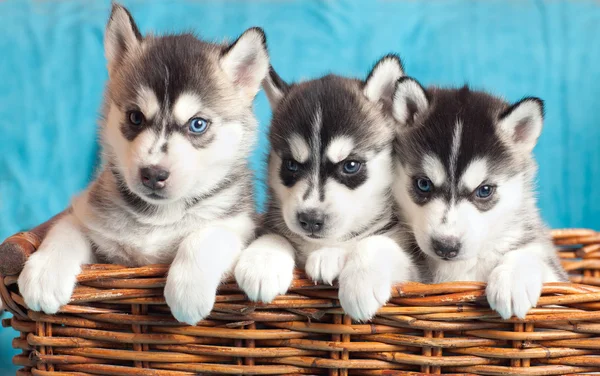 Drie pups husky — Stockfoto