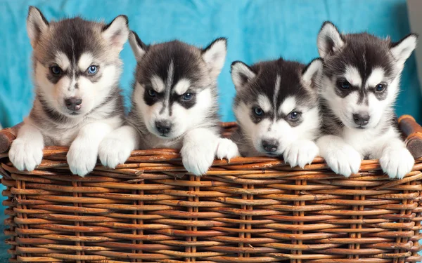 Quatro cachorros Husky — Fotografia de Stock