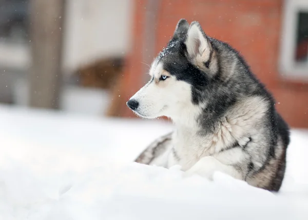 Chien husky dans la neige — Photo