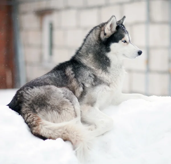 Husky cão na neve — Fotografia de Stock