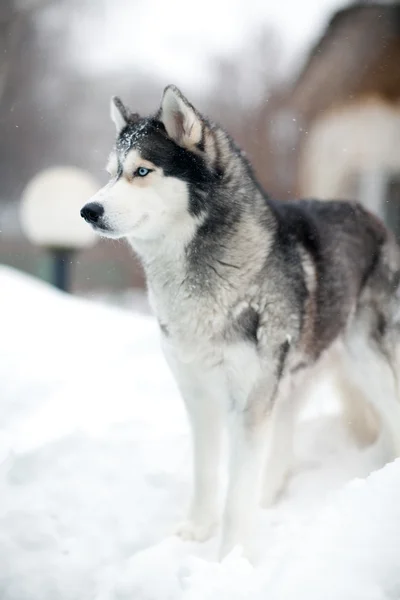 Χάσκι σκυλί στο χιόνι — Φωτογραφία Αρχείου