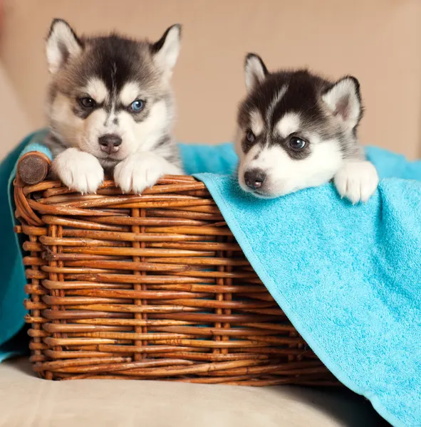 Twee puppies in een mand — Stockfoto