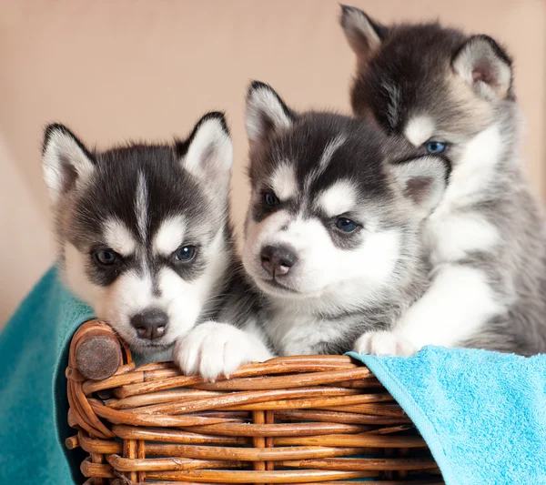 Три щенка Хаски — стоковое фото