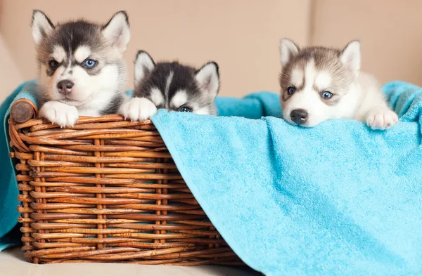 Drei Welpen Husky — Stockfoto