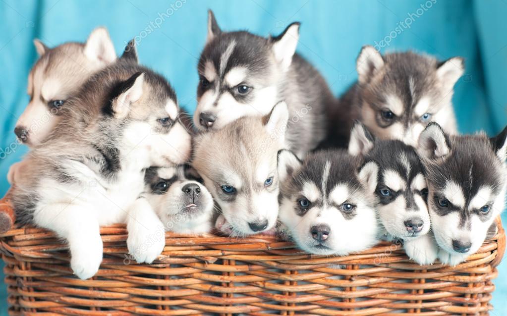 nine husky puppies