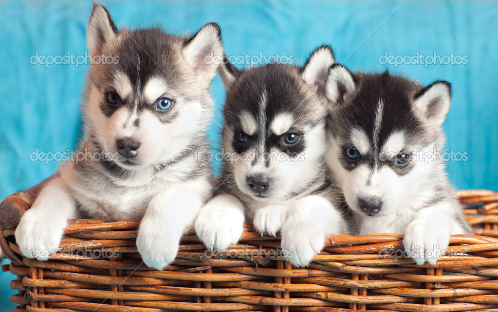 three puppies Husky