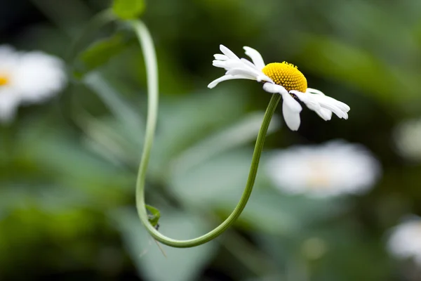 Ромашковый цветок — стоковое фото