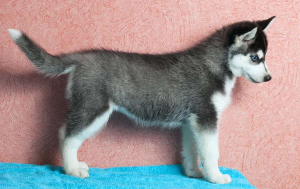 Cachorro Husky —  Fotos de Stock