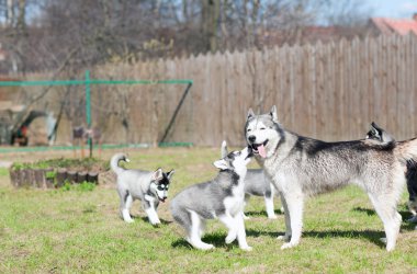 köpek yavrusu kisses