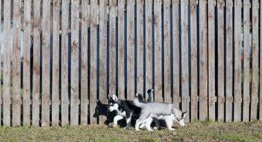 Puppies run along the fence clipart