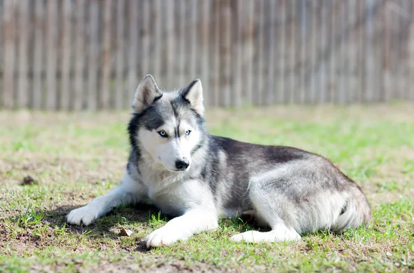 Husky köpek çim — Stok fotoğraf