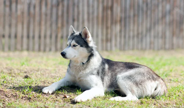 Husky cão na grama — Fotografia de Stock