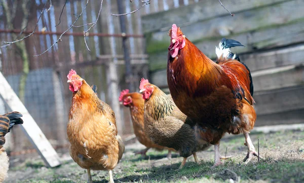 Gallo y gallinas — Foto de Stock