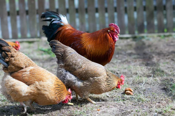 Rooster and hens — Stock Photo, Image