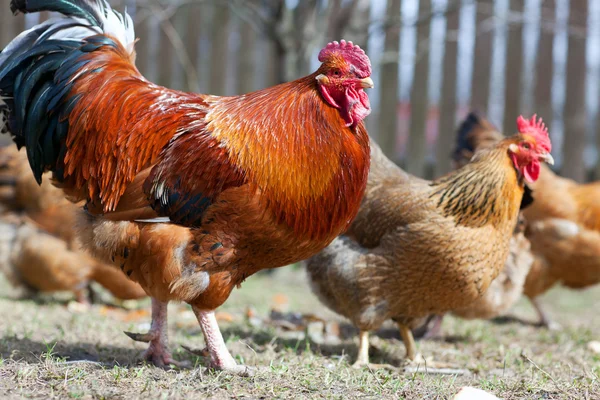 Gallo y gallinas — Foto de Stock