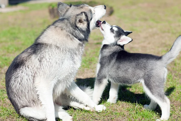 Cachorrinho cães beijos — Fotografia de Stock