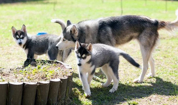 Husky köpek ve iki yavrusu — Stok fotoğraf