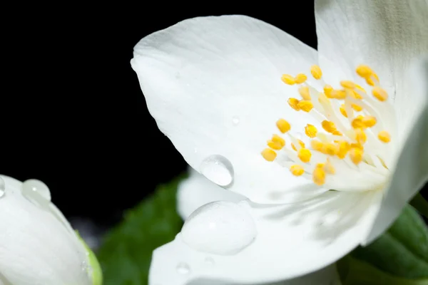 Flor de jazmín — Foto de Stock