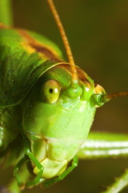 Çekirge yakın çekim