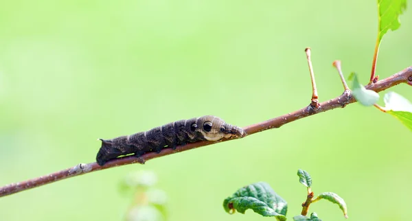 Deilephila elpenor — Stockfoto