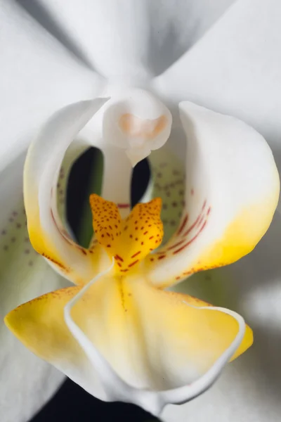 Orchid close-up — Stockfoto