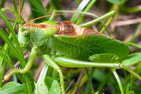 녹색 메뚜기 — 스톡 사진