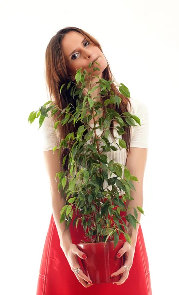 Frau und ein Baum im Topf — Stockfoto