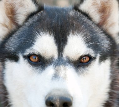 Husky gözleri 