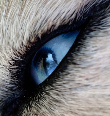 köpek