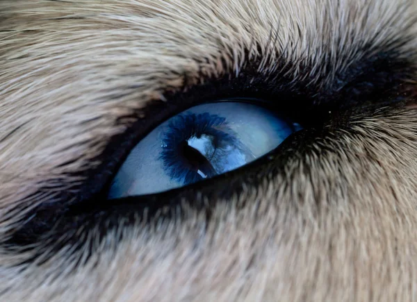 Μάτι σκύλου — Φωτογραφία Αρχείου