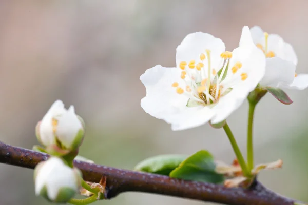 Flor de primavera — Foto de Stock