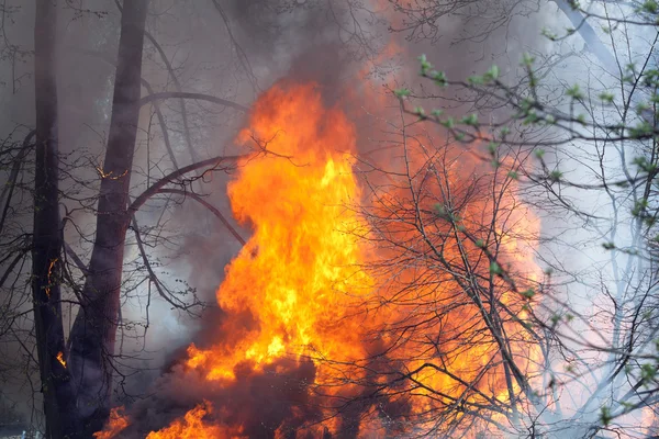 Fire Base of Tree — Stock Photo, Image