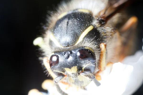 Wasp closeup — Stock Photo, Image