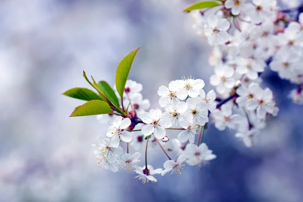 Cherry blossom — Stock Photo, Image