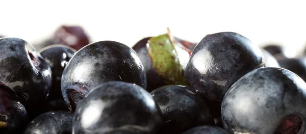 Bayas de arándano — Foto de Stock