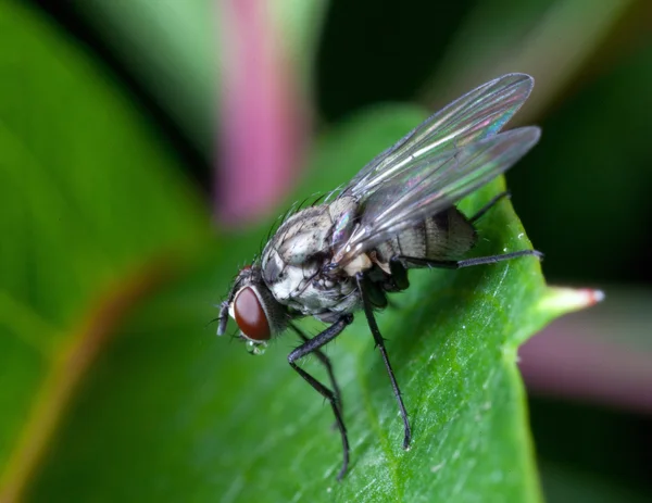 Mosca doméstica en plantas de hoja — Foto de Stock